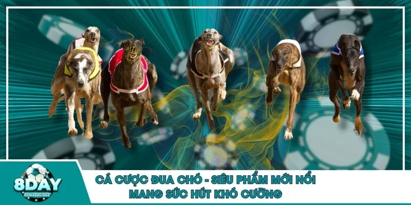 Cá cược đua chó