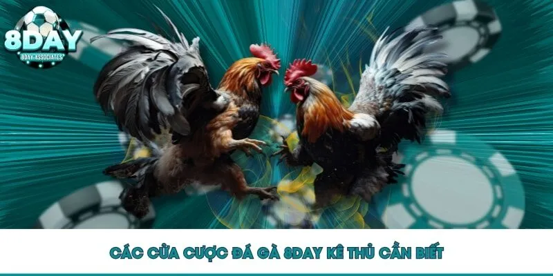 Các cửa cược đá gà 8DAY kê thủ cần biế Các cửa cược đá gà 8DAY kê thủ cần biế