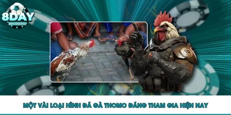 Một vài loại hình đá gà Thomo đáng tham gia hiện nay Một vài loại hình đá gà Thomo đáng tham gia hiện nay