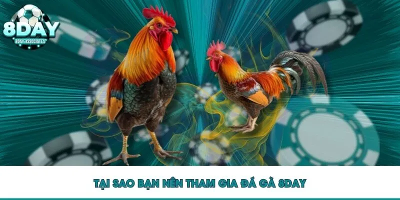 Tại sao bạn nên tham gia đá gà 8DAY Tại sao bạn nên tham gia đá gà 8DAY