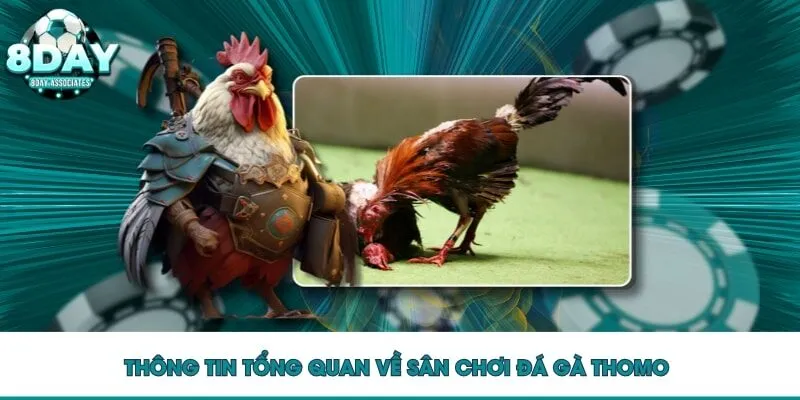 Thông tin tổng quan về sân chơi đá gà Thomo Thông tin tổng quan về sân chơi đá gà Thomo