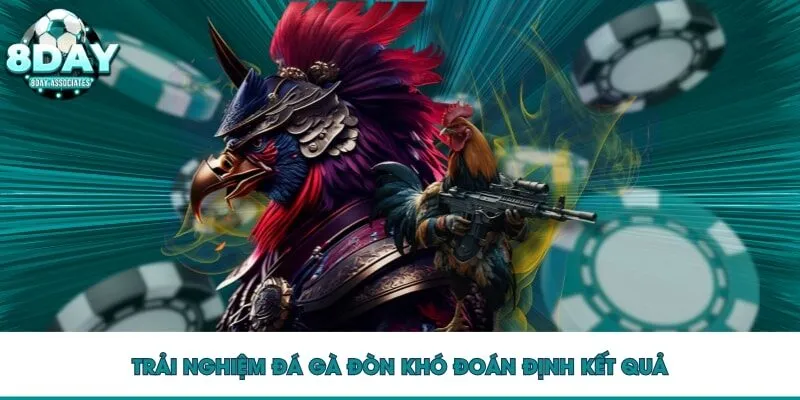 Trải nghiệm đá gà đòn khó đoán định kết quả