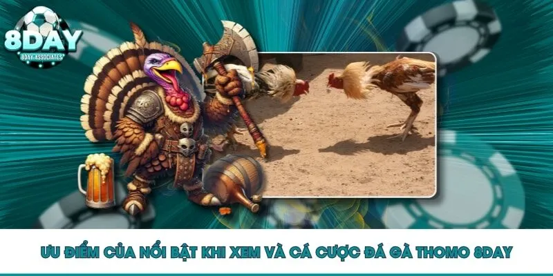 Ưu điểm của nổi bật khi xem và cá cược đá gà Thomo 8DAY Ưu điểm của nổi bật khi xem và cá cược đá gà Thomo 8DAY