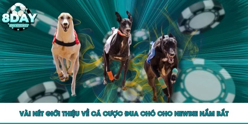 Vài nét giới thiệu về cá cược đua chó cho Newbie nắm bắt